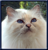 Premior Kiru's Miss Cisse SBI g. Owner: Marianne Pedersen