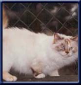 Champion. Kiru's Lady Eireen, sealtortipoint ejer/ owner: A Falk Gernamy