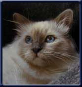 Kiru's mister Esset, a Sire, Ch. St�vlecats Emir von Stolten, a. Dame IC Kiru's Miss Am� SBI c, owners: Pia & Ole S�rensen