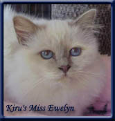 CFA.Champion. Kiru's Miss Ewelynn SBI c, Lilacpoint. Owner; Jeanne le Roux South Africa.