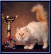 Champion. Kiru's Red Baron, redpoint ejer/ owner; Kirsi Vanhanen Soumi Finland