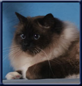 Ch. Kiru's Marquis Sadi SBI n. Owner: Isabelle Danenm�ller France.