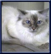 Europa Champion. Kiru's Glamour Girl, bluetortipoint ejer/owner; Ritta Partanen Soumi Finland