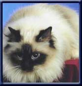 Europa Chamion. Kiru's James Bond, choclatepoint ejer/owner; Nanna & Flemming Mikkelsen