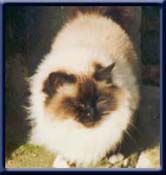 Europa Champion. Kiru's Lady Ann, sealpoint ejer/owner; Kirsten Uls�