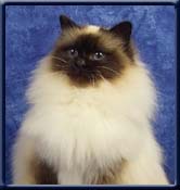 WW.05. EP. Kiru's Miss Wildrose DSM SBI n. Sire: Stoevlecats Emir v.Stolten SBI a. Dame: Kiru's Miss Amanda SBI n.