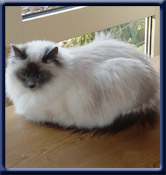 Kiru's Miss Assia ( Emma ) bl�masket ejer/owner Kate Nordborg-L�vstadt