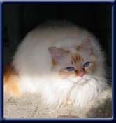 Kiru's Baronen, redtabbypoint ejer/owner; Marianne Uls�