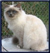 Kiru's Bella Donna. Owner: Isabelle Dannenm�ller France.
