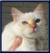 Kiru's C�sar SBI d 21, redtabbypoint ejer/owner; Birgitte & Ove Greve, C�sar er opvokset hos Ove og Birgitte, hans adoptivmor Micheyl's Miss Ally fik blot 1 killing, og C�sar rejste 1 dag gammel op til Ally og halvs�ster Micheyl's Color me Classic, naturligvis m�tte C�sar blive hos adoptivmors familie.