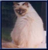 Kiru's Miss Dana Blue. bluepoint ejer/owner; Gitte Knudsen