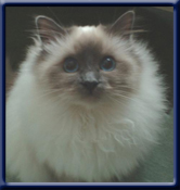Kiru's Miss Elina, lilacpoint ejer/owner; Marion & Norbert Barth Germany