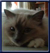 Kiru's Elvis, bluepoint ejer/owner; Marion & Norbert Barth Germany