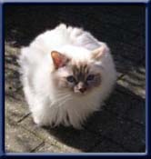 Kiru's Greven, bluetabbypoint ejer/owner; Marianne Uls�