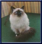 Kiru's miss Honey Bee, sealpoint ejer/owner; Angelina Melcher Germany