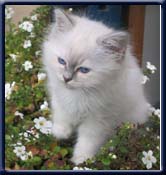 Kirus Princess Isabella, owned by. Isabella Danem�ller F