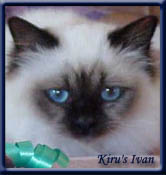 Kiru's Ivan, sealpoint ejer/owner; Jeanne le Roux South Africa