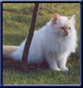 Kiru's Mister Kenny, redpoint ejer/owner; Kirsten Heiden
