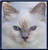Kiru's Latin Lover SBI c, Lillian Pedersen DK Odense.