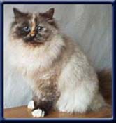 Kiru's Miss Lilette, sealtortipoint ejer/owner;  May-Britt Moulton