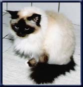Kiru's miss Nancy Lou SBI n. Bente Skovbo M�ller DK R�dekro.