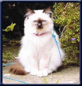 Kiru's Oliver on Ice SBI n. Bente Skovbo M�ller DK R�dekro.