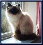 Kiru's Pearline, sealpoint ejer/owner; Jytte & Herbert Baumkirchner