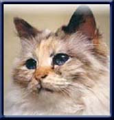 Kiru's Qui Va La, sealtortipoint ejer/owner; Christine Rodenburg Netherland