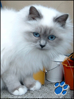 Sire: Playboy of Saen Suay SBI n Dame:  GIP. Kiru's Miss Wildrose SBI n