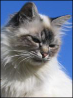 Sire: Ch. Stoevlecats Emir v.Stolten, a X Dame: Kiru's Miss Amazing E.T, c21