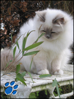 Sire: S�kj�r Sir Adamo, a x Dame: Kiru's Miss Blondie, a