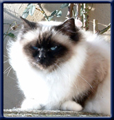 International Champion Kiru's Miss Bibiane SBI n, K Ulsoe
