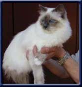 International Premior & International Champion. Kiru's Sweet Blue Bizou SBI a, Rikke Soerensen DK.