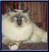 International Champion. Kiru's Blue Boy, bluepoint ejer/ owner; Roman Mauric Slovenia