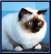 International Champion. Kiru's Mister Some Buddy, sealpoint ejer/ owner; Jytte & Herbert Baumkirchner