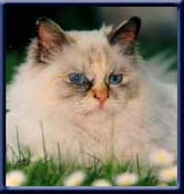 International Champion. Kiru's Dizzi Doll, sealtortiepoint ejer/ owner; Susanne & Claus Wehnert
