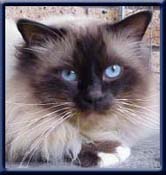 International Champion. Kiru's Mister Merry Mac, sealpoint ejer/ owner; Jeanne le Roux South Africa.