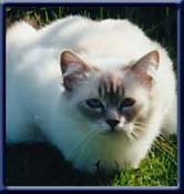 Int. Champion Kiru's Miss Wencke, bluetabbypoint ejer/ owner; Joy & Birger Christensen