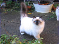 Kittens from previous litters. 