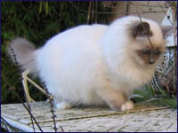 Kittens from previous litters. Kiru's Justjoy