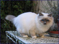 Kittens from previous litters. Kiru's Justjoy