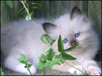 Kittens from previous litters. Kiru's Yacine.