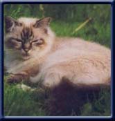 Grand Int. Champion. Kiru's Lady Elise, sealtabbypoint ejer/owner; Karin Andersen