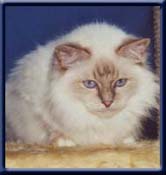 Grand Int. Champion. Kiru's Eviva Evita, lilactabbypoint ejer/owner; Cluus Lindow Germany