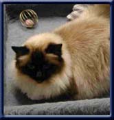 Grand Int. Champion. Kiru's Miss Malou, sealpoint ejer/owner;  Andrea J�ger Germany