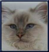 Kiru's Lilac Nou-Nou SBI c21 Owners: Lex & Martin v.d Meide NL