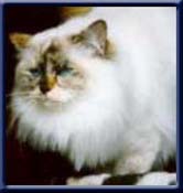 Grand Int. Champion. Kiru's Lady Zindiane, sealtortipoint ejer/owner; Marie Rose Moll France