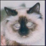Kiru's Bright Baron SBI n
