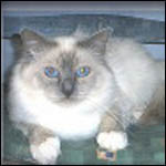 Champion Stoevlecats Emir von Stolten SBI a