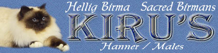 Kiru's Hellig Birma pr�senterer. Hannerne i opdr�ttet.